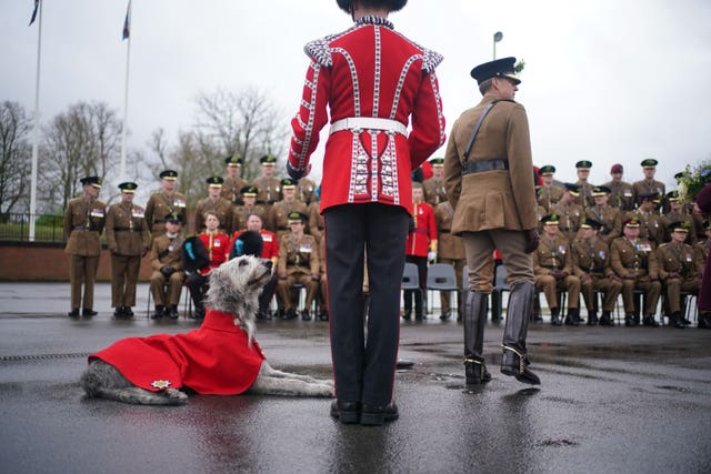 Irish Guards mascot, Irish Wolfhound, Seamus, by the feet of his handler at Mons Barracks on St Patrick’s Day in 2024