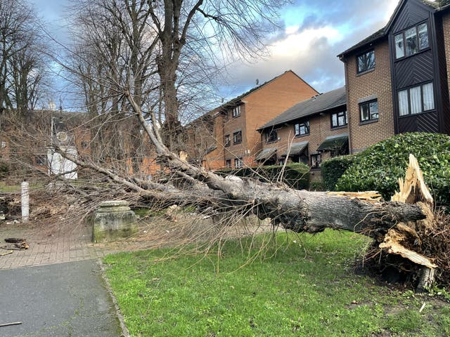 A tree blown over during Storm Henk in Tooting, south west London