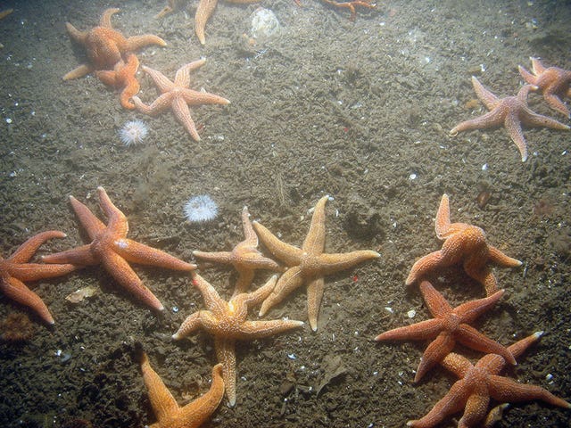 Common starfish and sea anemones on ross worm at Dogger Bank in the North Sea
