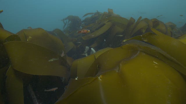 Fish swimming above kelp
