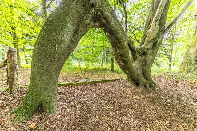 Nellie's tree will now go on to compete in the European Tree of the Year contest (Rob Grange/WTML/PA)