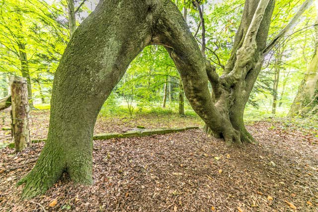 Nellie's tree will now go on to compete in the European Tree of the Year contest (Rob Grange/WTML/PA)