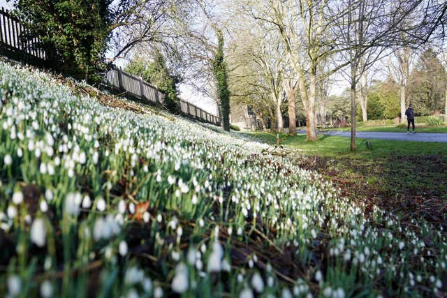 A jogger passes by snowdrops in bloom at St Nicholas’ Park, Warwick