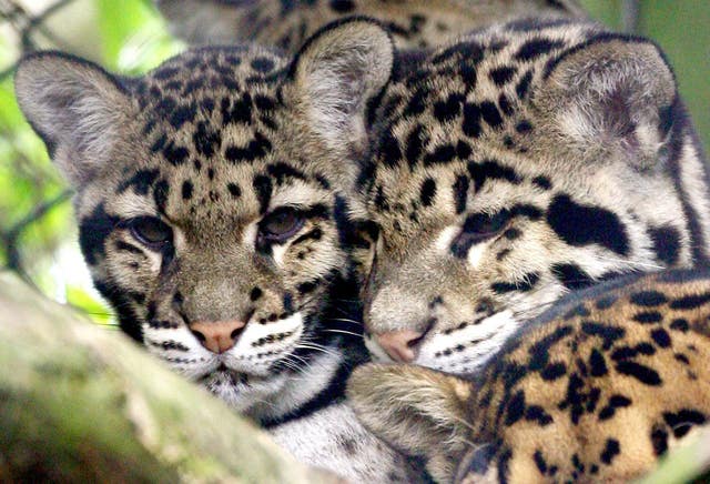 Clouded leopards