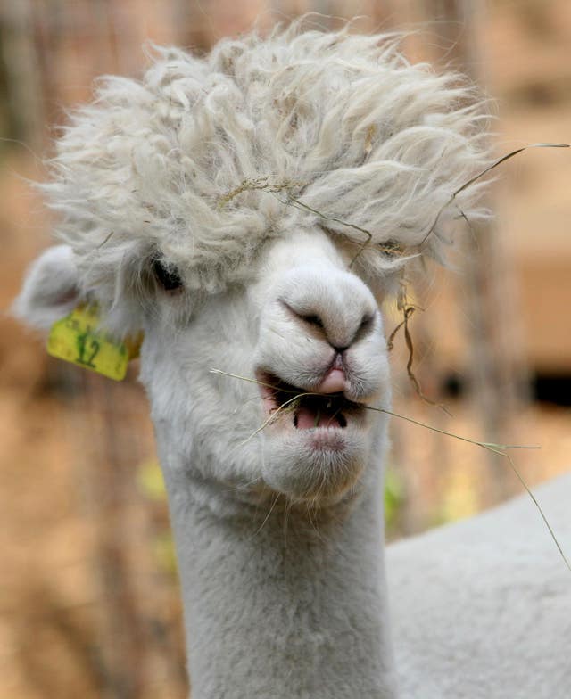 An alpaca eating 