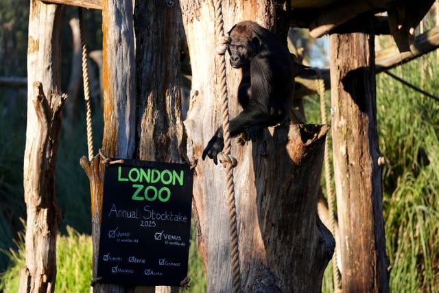 A gorilla during the annual stocktake at ZSL London Zoo