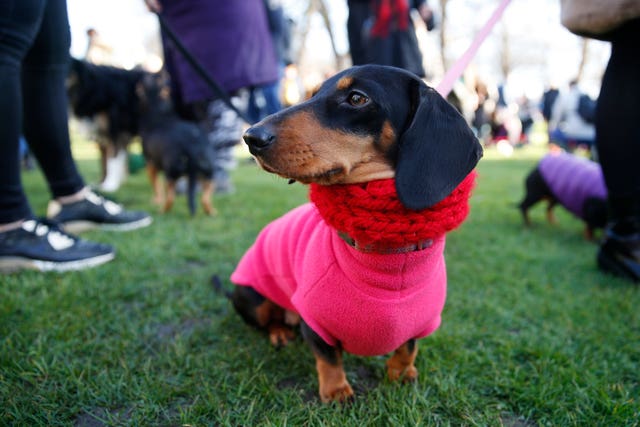 Sausage dog festive walk