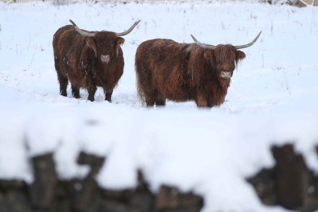 Highland Cows (Andrew Milligan/PA)