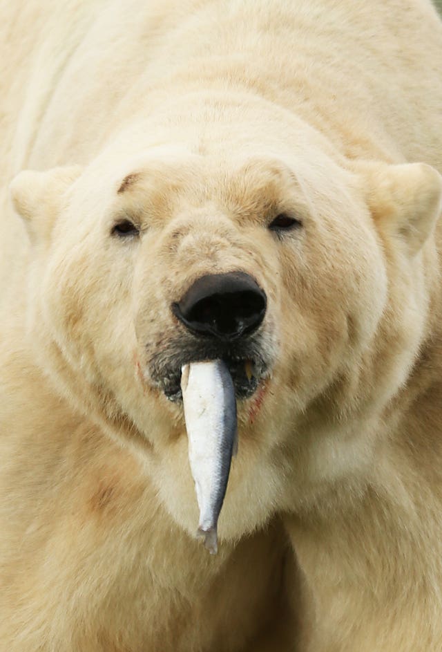 Yorkshire Wildlife Park polar bear