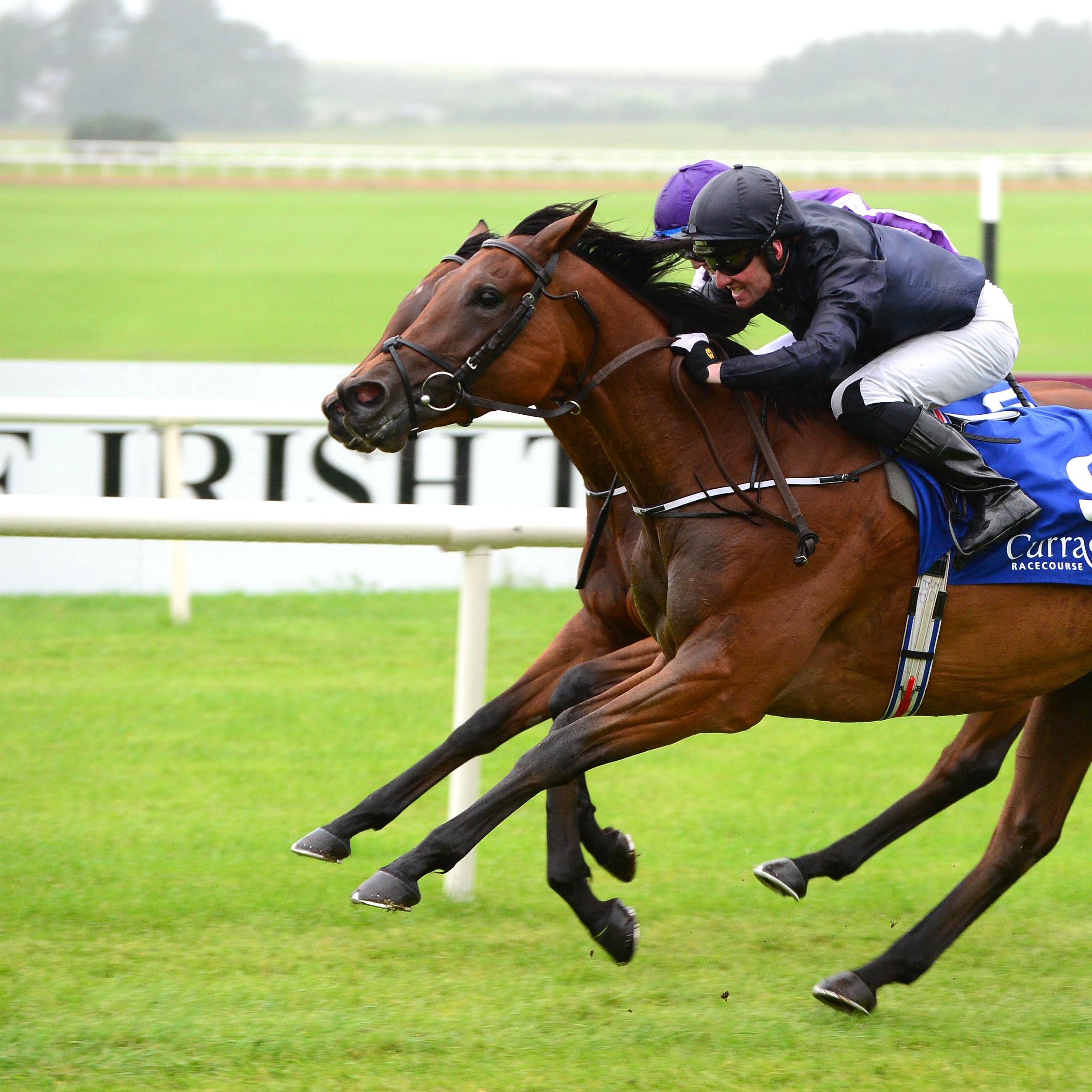 Rhododendron (nearside) is one of four Lockinge contenders from the Aidan O’Brien stable (PA)