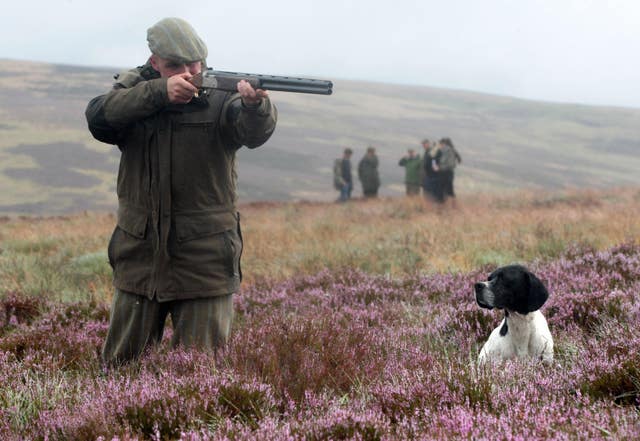 Grouse shooting