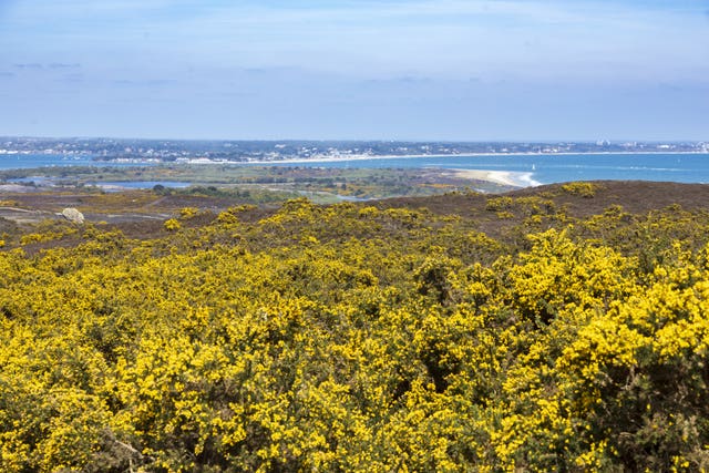 The Purbeck Heaths in Dorset