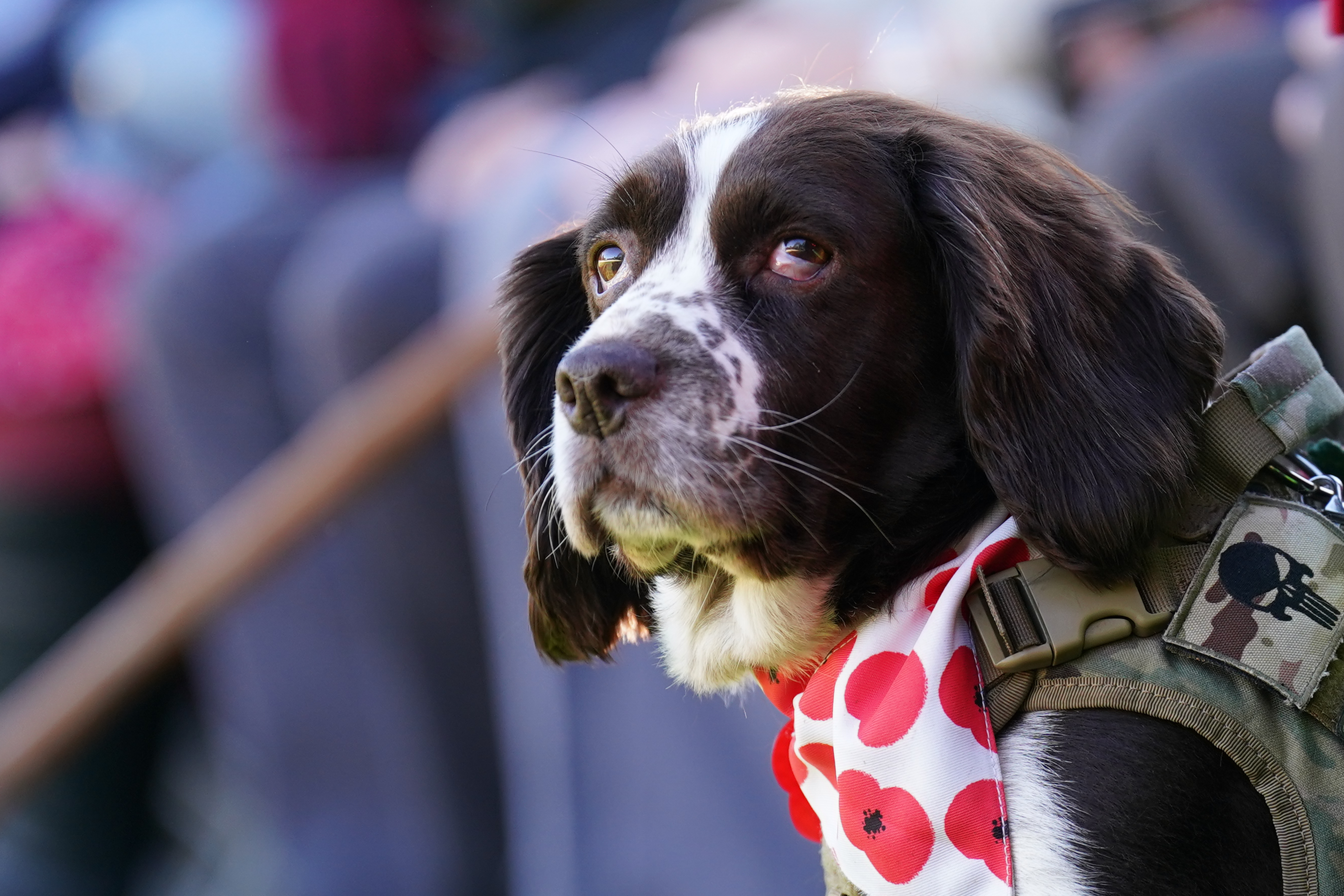 Veteran ‘humbled’ As Largest Field Of Remembrance Opened By Royal ...