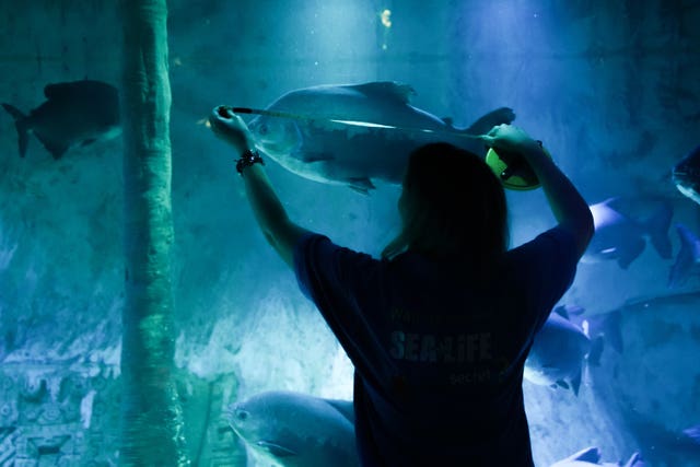 Aquarists during the annual &lsquo;count and clean&rsquo;