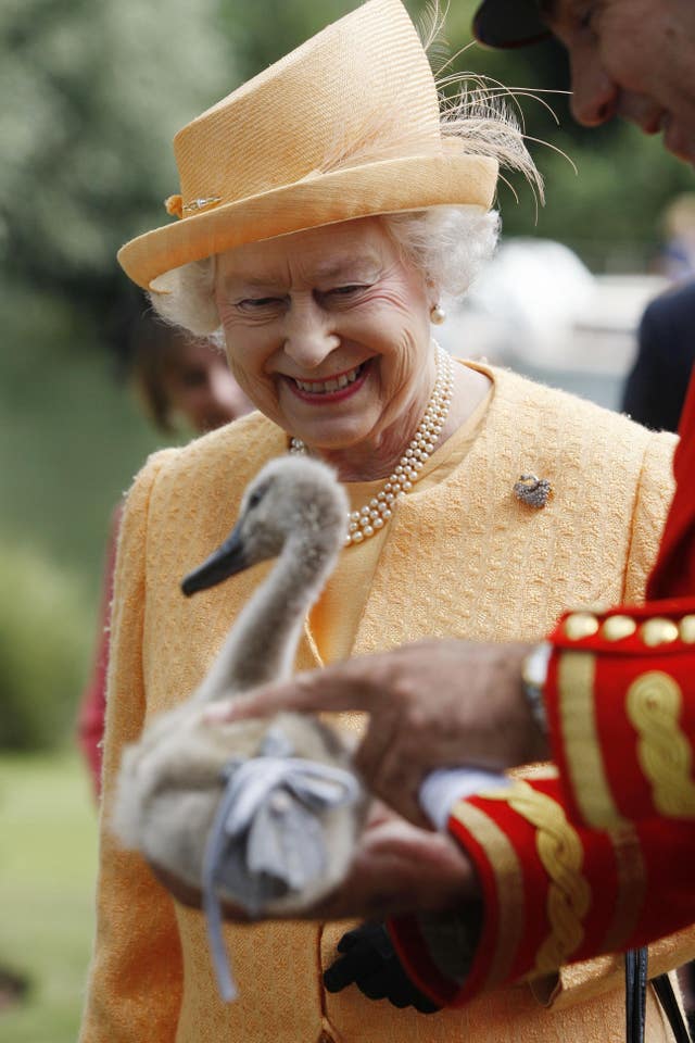 The Queen with an orphaned cygnet on the river bank during the Swan Upping census on the River Thames near Windsor (Sang Tan/PA)
