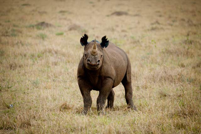 A rhino, which features on the WWF's list of 10 endangered species facing extinction due to illegal trade