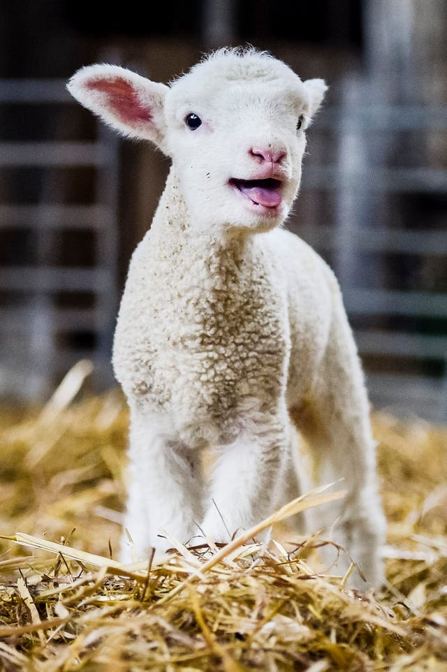 Newborn quad lambs