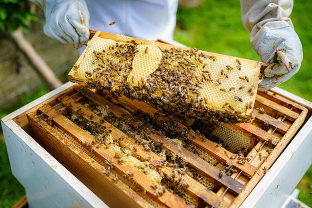 A garden hive is checked for honey 