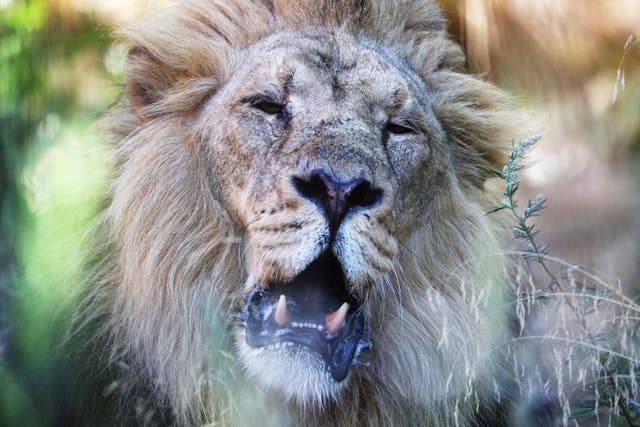 Lions in hot weather