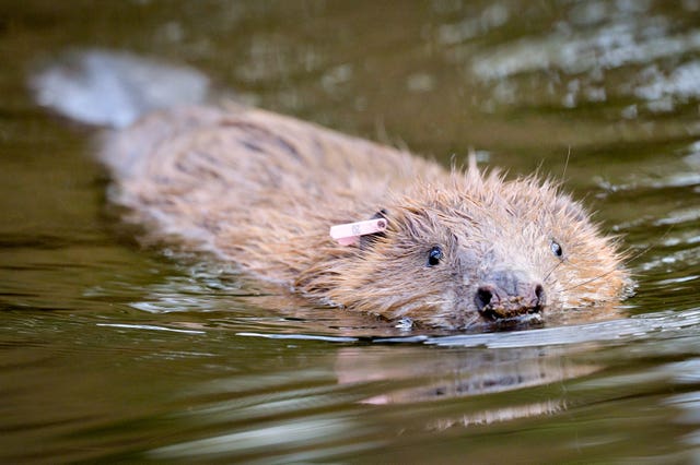Restoring landscapes could involve reintroducing species such as beavers (Ben Birchall/PA)