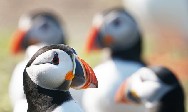 Puffins on the Farne Islands