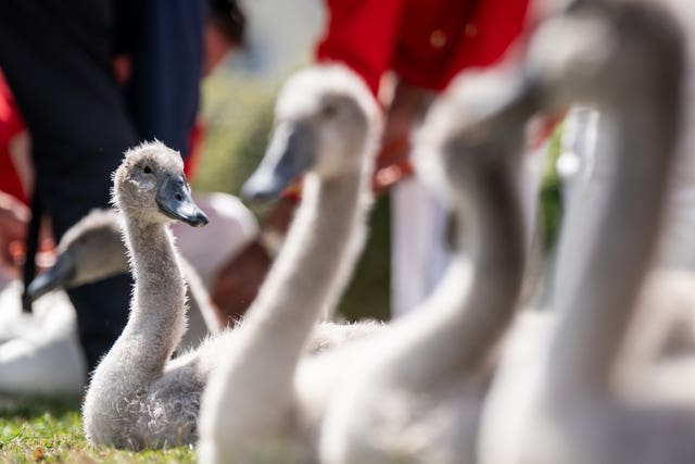 Swan Upping