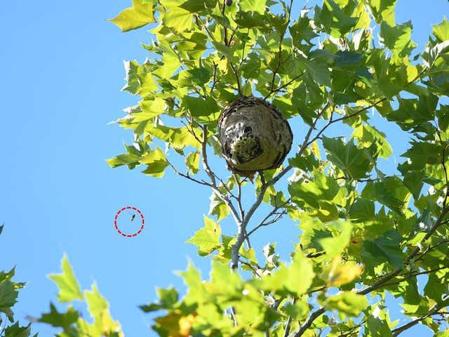 Radio tagged Asian hornets