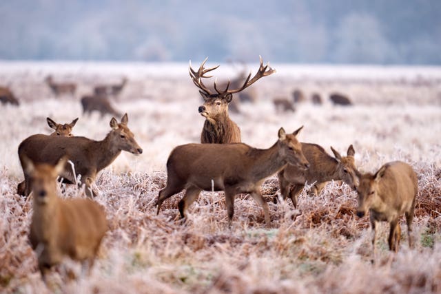 Deer on a frosty morning in Bushy Park