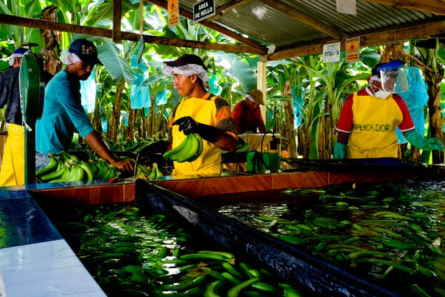 Workers on a banana plantation