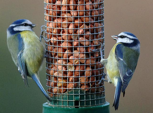 Big Garden Birdwatch