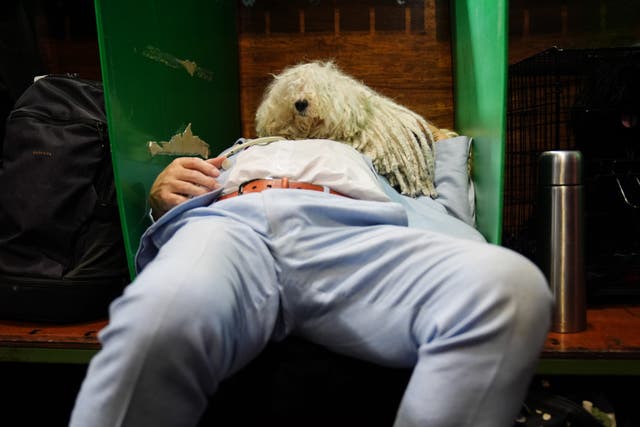 A dog resting on top of a man, who is lying back