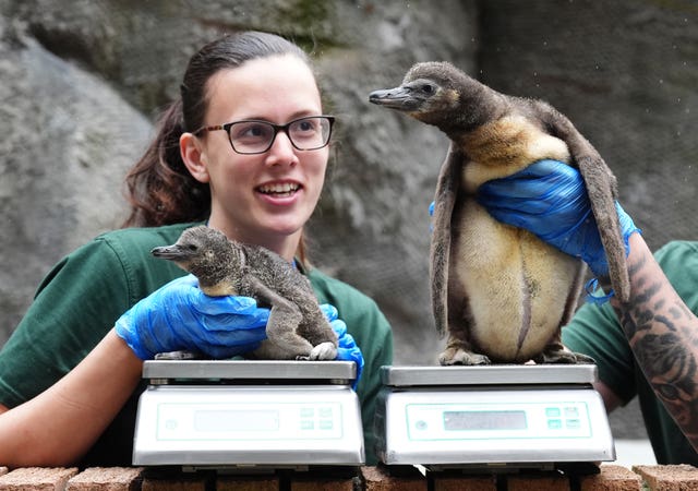 Two penguin chicks sit on scales, with a keeper beside them