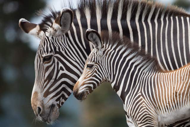 Zebra born at West Midlands Safari Park
