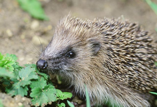 The State of Britain’s Hedgehogs 2018