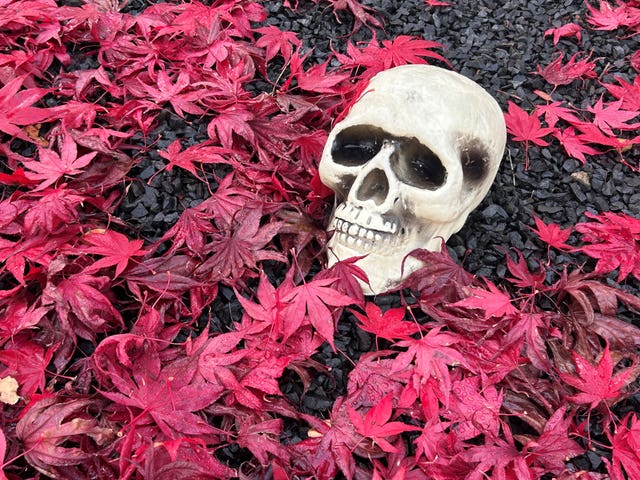 A model skull surrounded by pink leaves