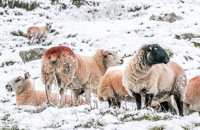 Sheep in snowy conditions in the Peak District