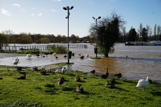 Swans, ducks and geese near a flooded pond