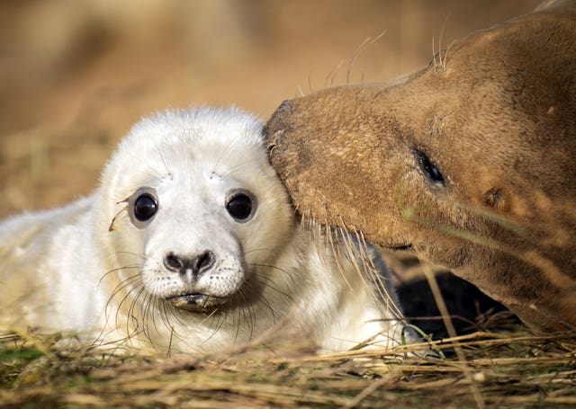 Grey seals return to Donna Nook National Nature Reserve