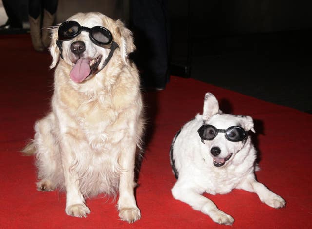 Blue Peter Dogs Mabel and Lucy in 2009 (Yui Mok/PA)