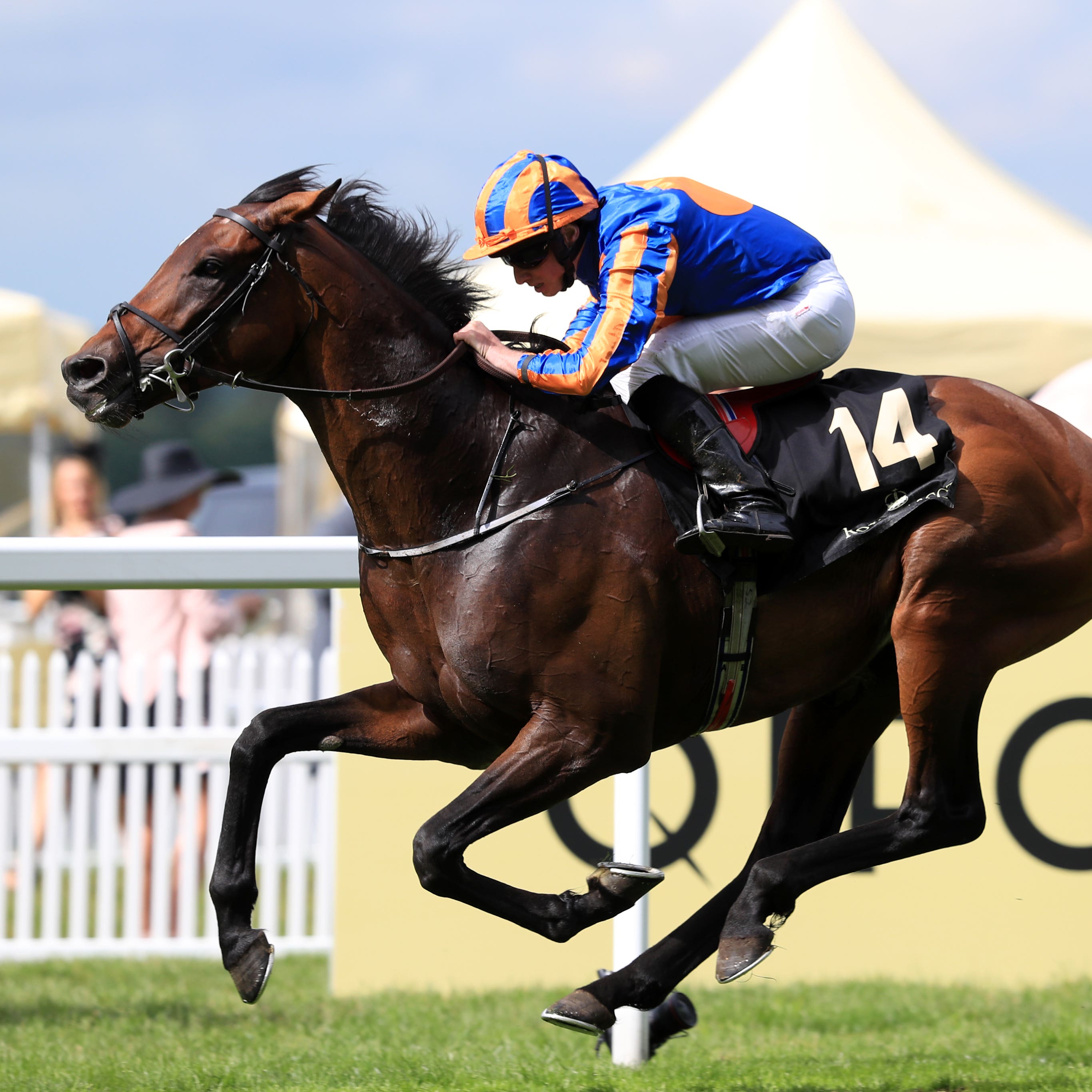 Order Of St George on his way to winning the 2016 Gold Cup at Royal Ascot