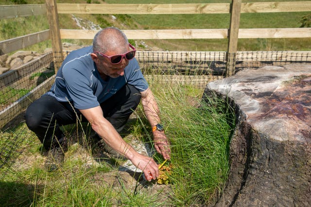 Gary Pickles, Hadrian’s Wall Path National Trail Ranger, inspecting the Sycamore Gap tree shoots 