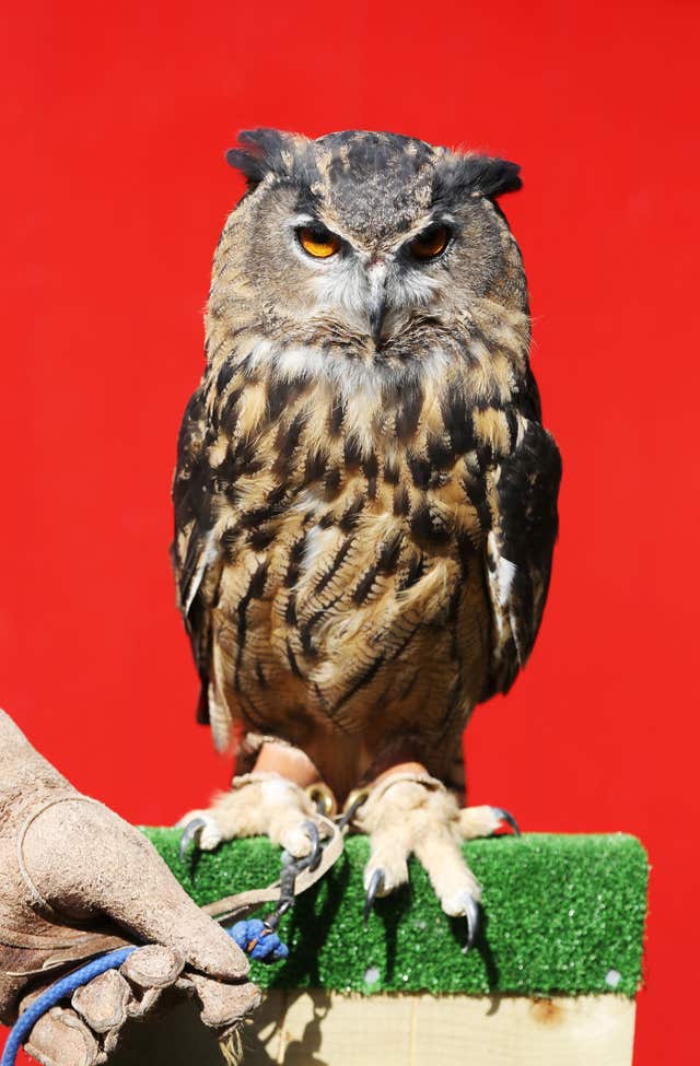 Eurasian eagle-owl