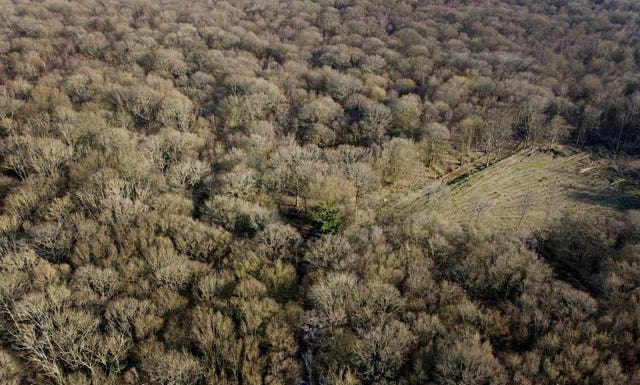 A view of Hoads Wood in Ashford, Kent, where the body of Sarah Everard was discovered