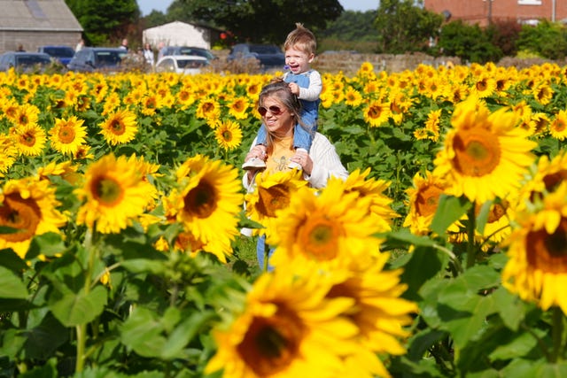 Ashley Speirs with 18-month-old Leo on her shoulders looking at sunflowers at Mundles Farm in East Boldon, south Tyneside