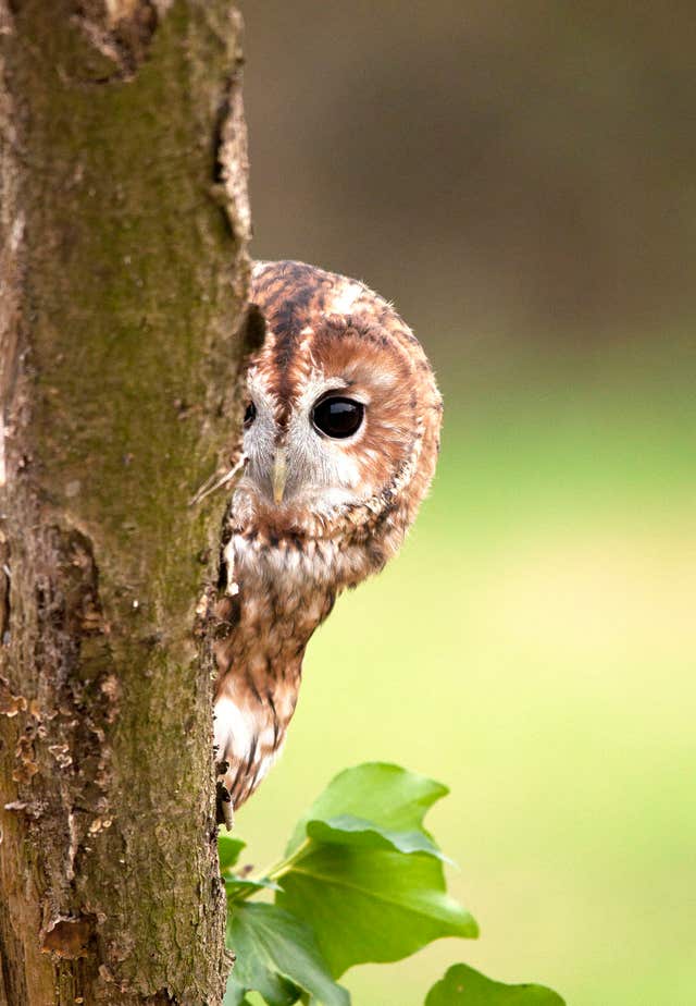 Tawny owls may be vanishing from towns and cities (Howard Stockdale/BTO/PA)