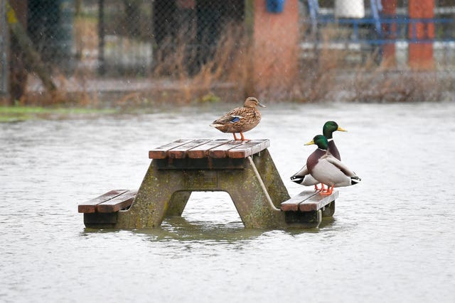 Even the ducks were overwhelmed by the volume of water at Tewkesbury Cricket Club (Ben Birchall/PA)