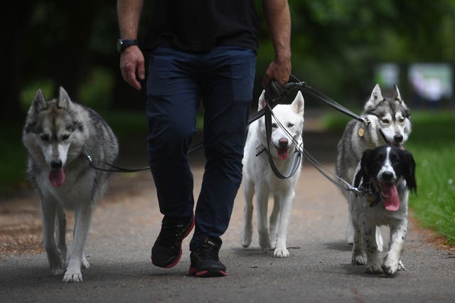 Dogs being walked