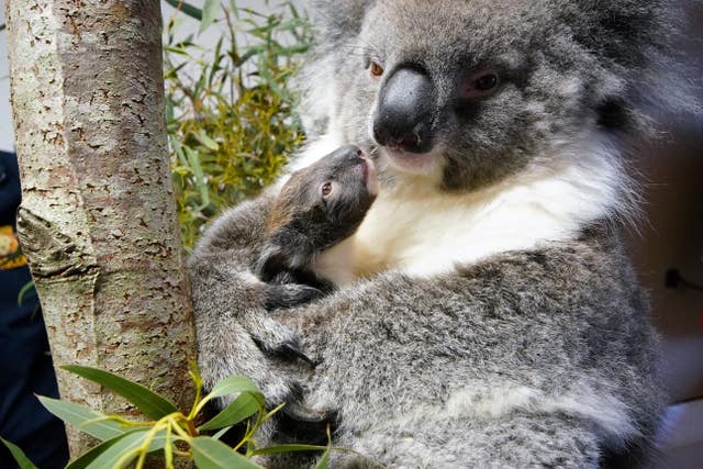 Koala born at Longleat