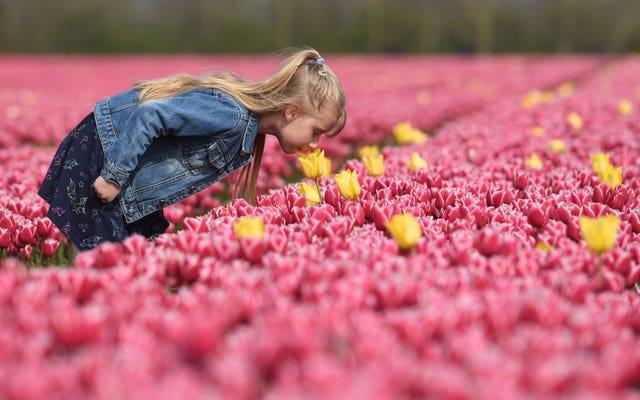 Spring tulips in Norfolk