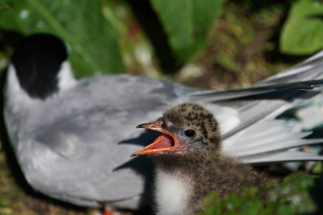 Arctic tern chick with parent on the Farne Islands